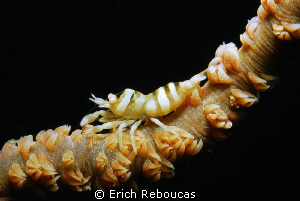 Zanzibar (?) Shrimp on a whip coral. by Erich Reboucas 